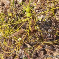 Cassytha filiformis L.